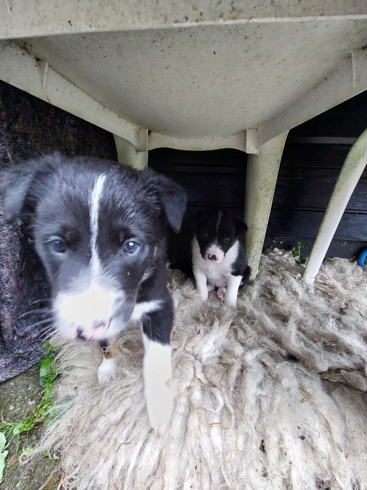 Border Collie