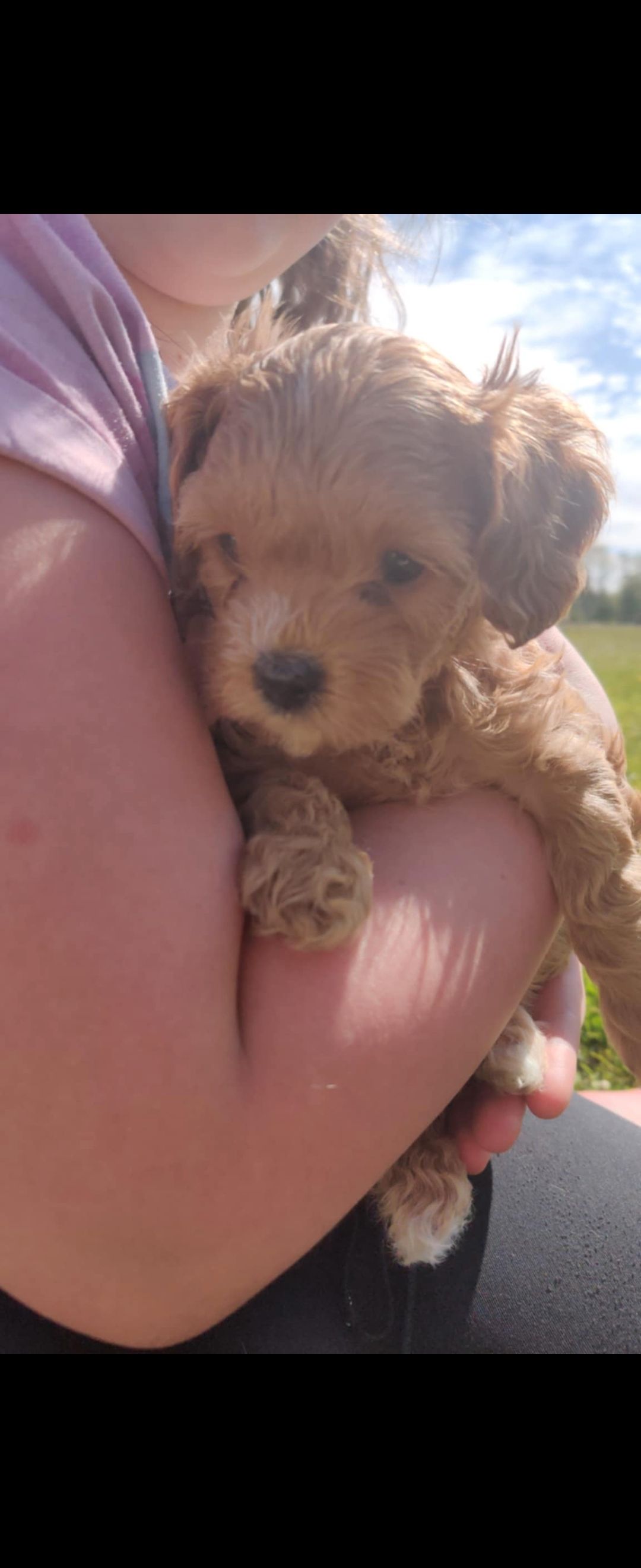 Puddel