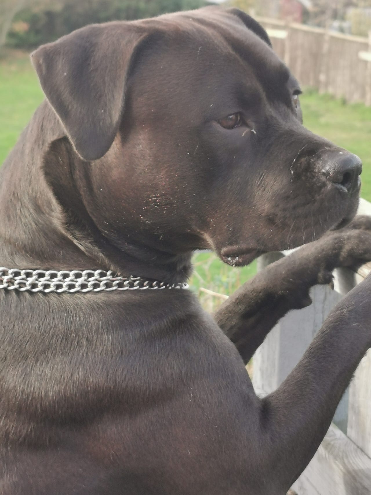 Rottweiler sælges i Nakskov