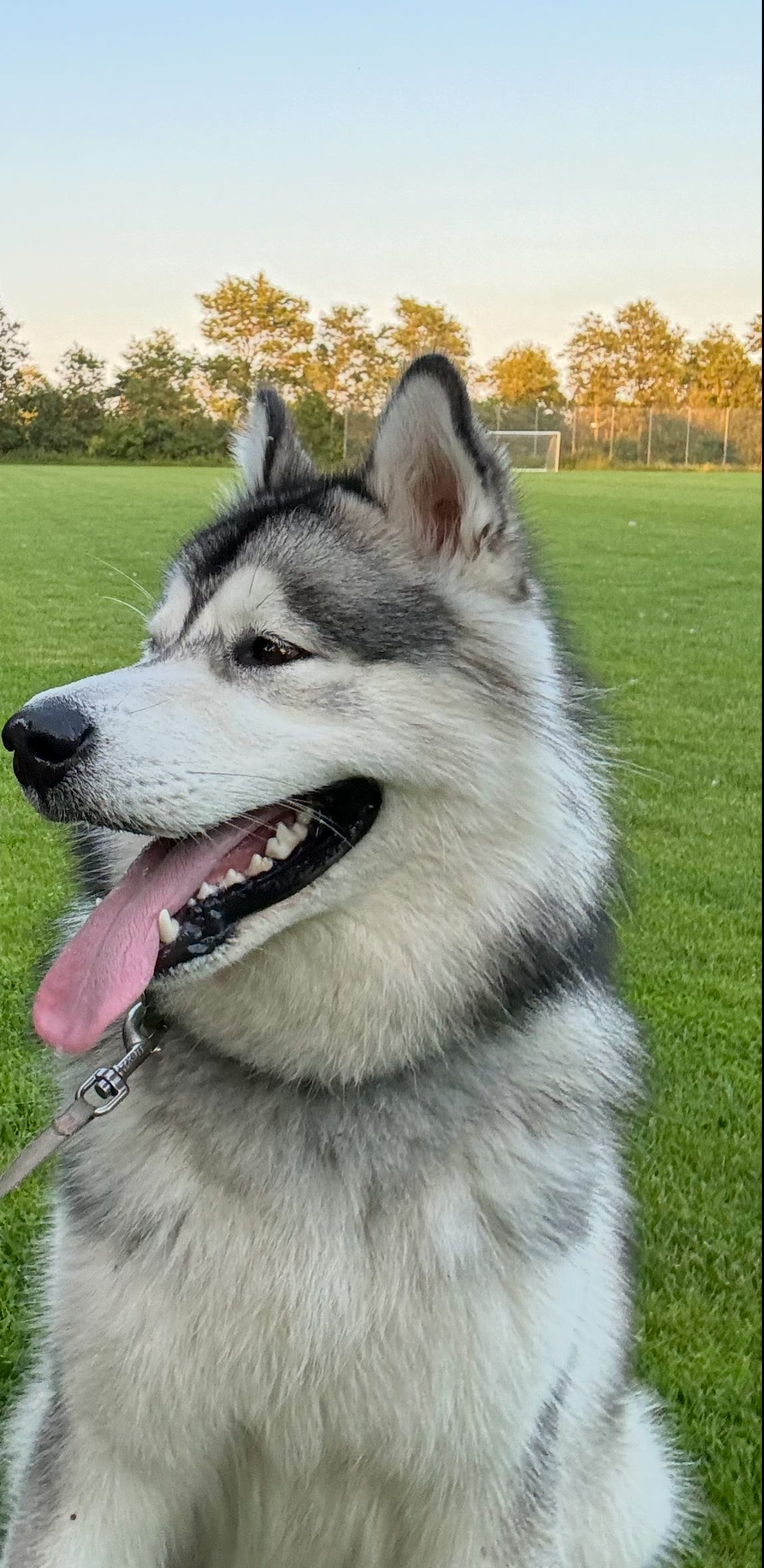 Alaskan Malamute