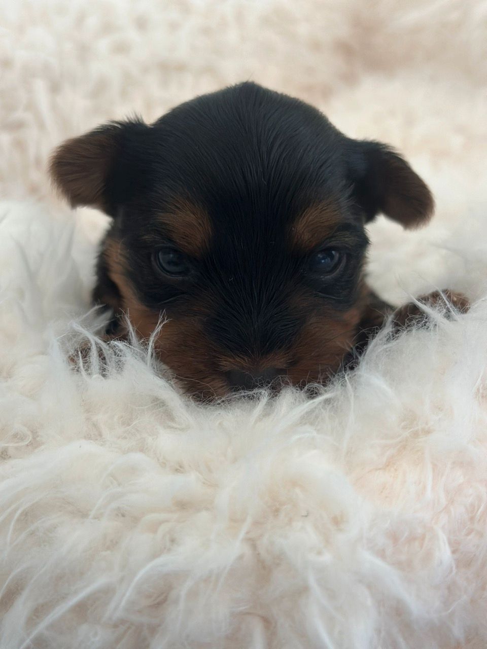 Yorkshire Terrier