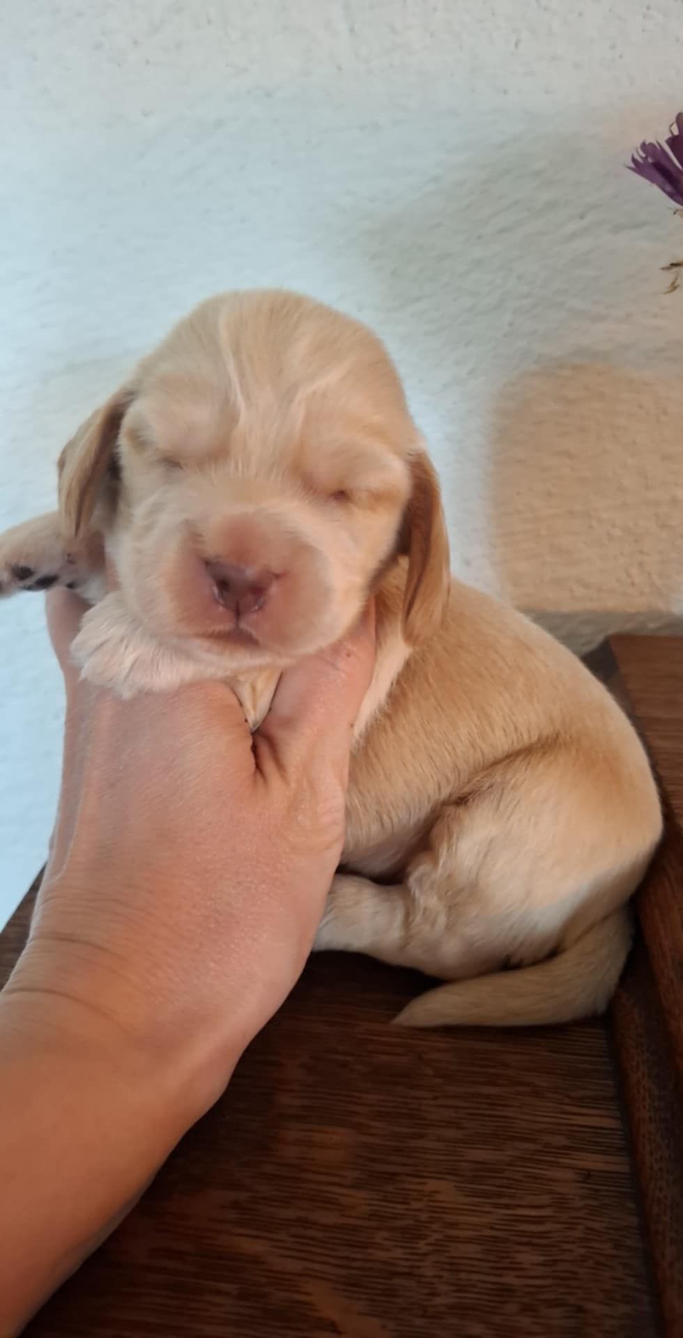 Cocker Spaniel