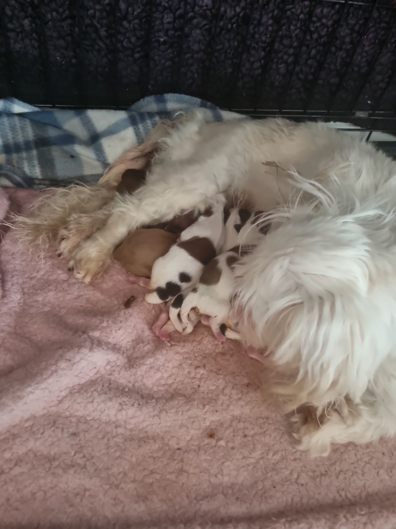 Pekingeser