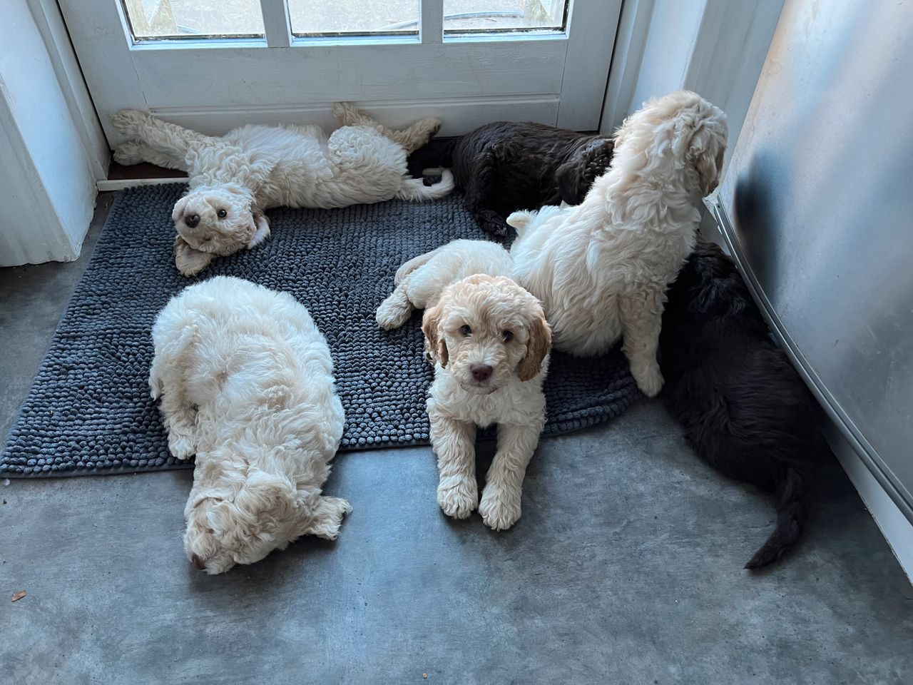 Labradoodle