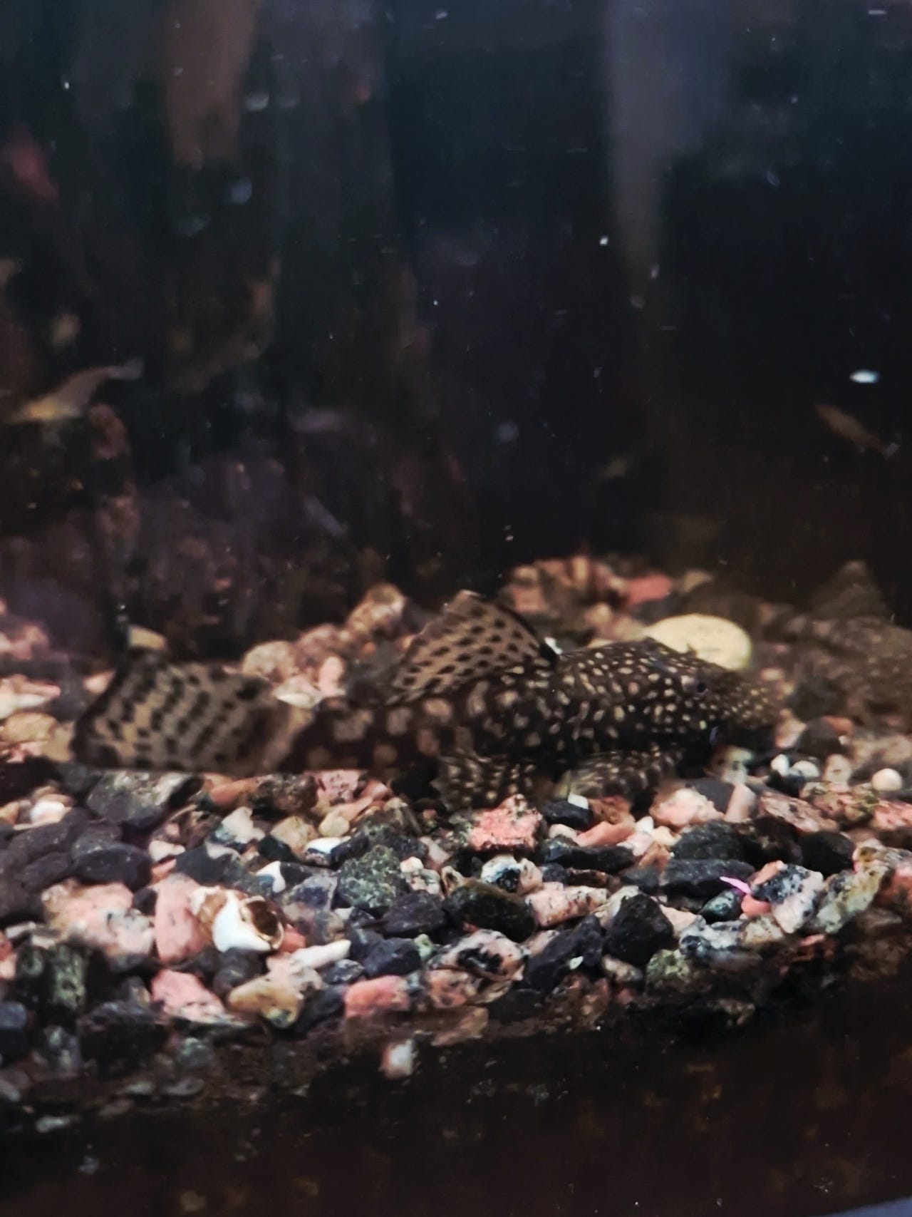 Ancistrus sp, sugemalle | DBA