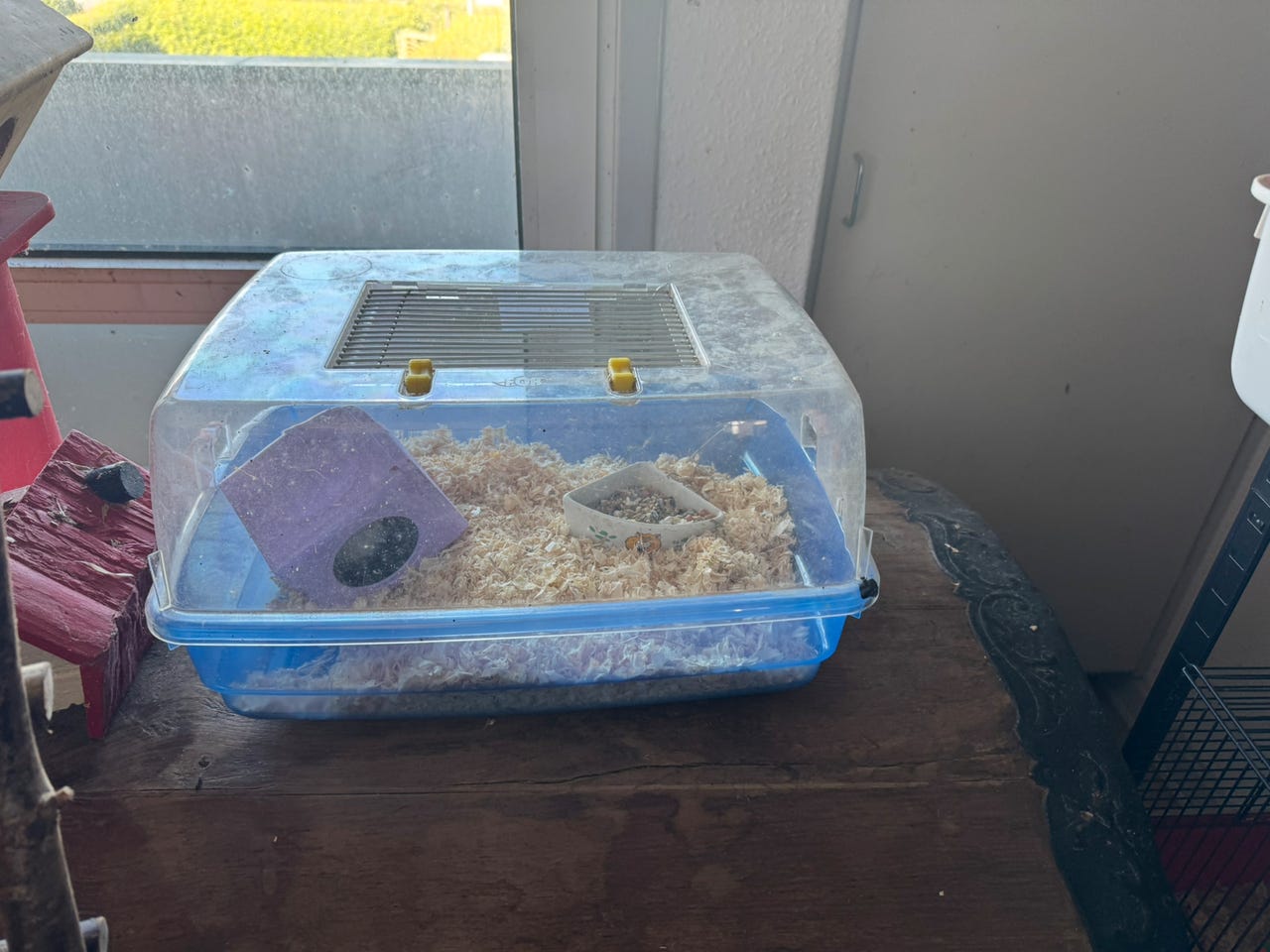 Image showcasing Guld hamster | DBA
