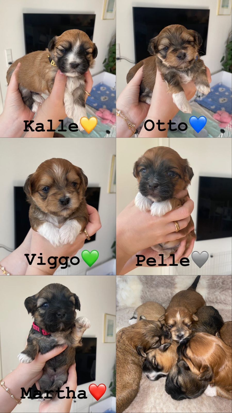 Shih Tzu