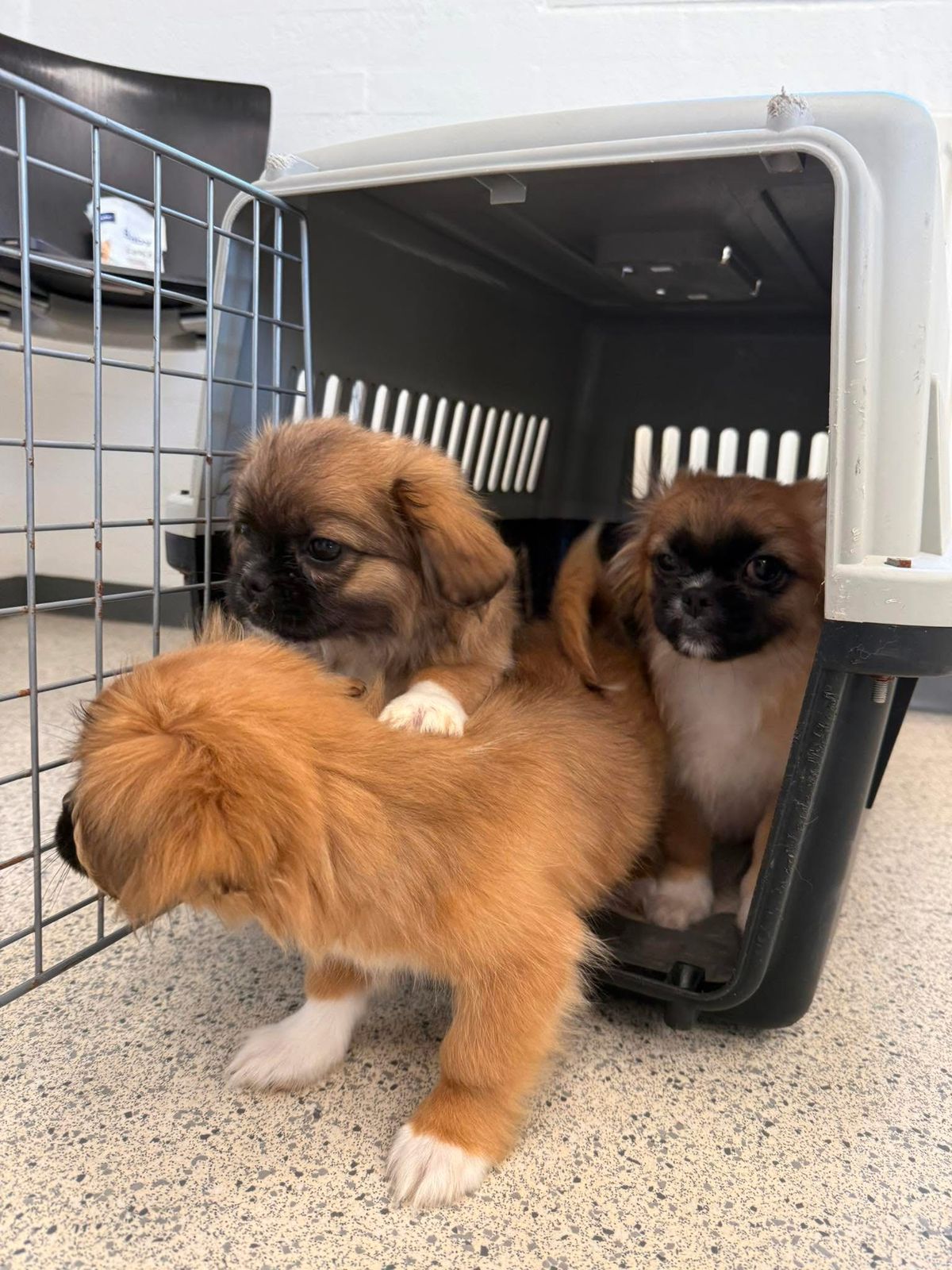 Pekingeser