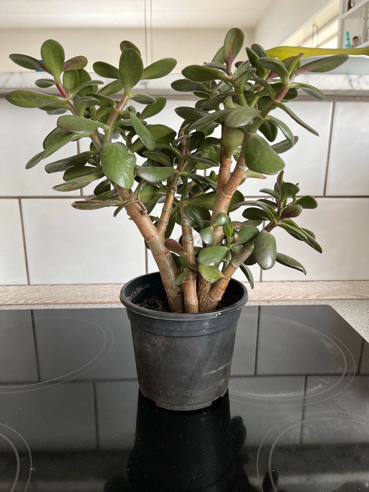 Stueplante | DBA