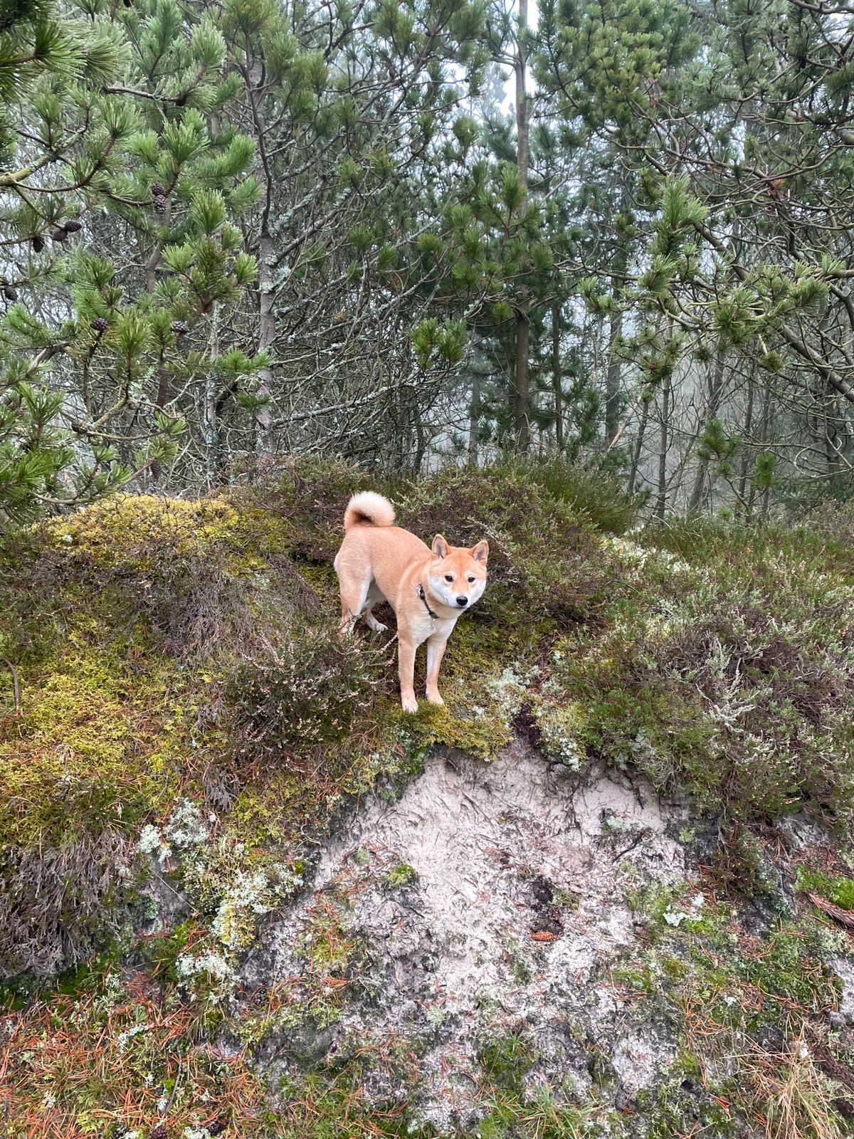 Shiba