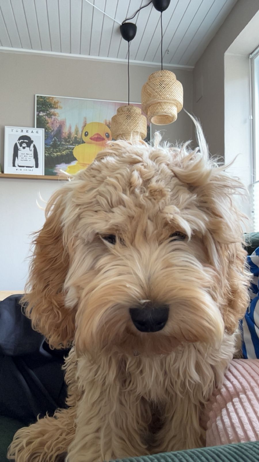 Cocker Spaniel