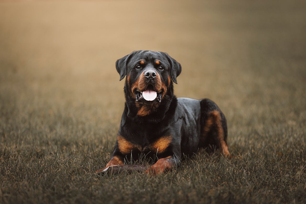 Rottweiler