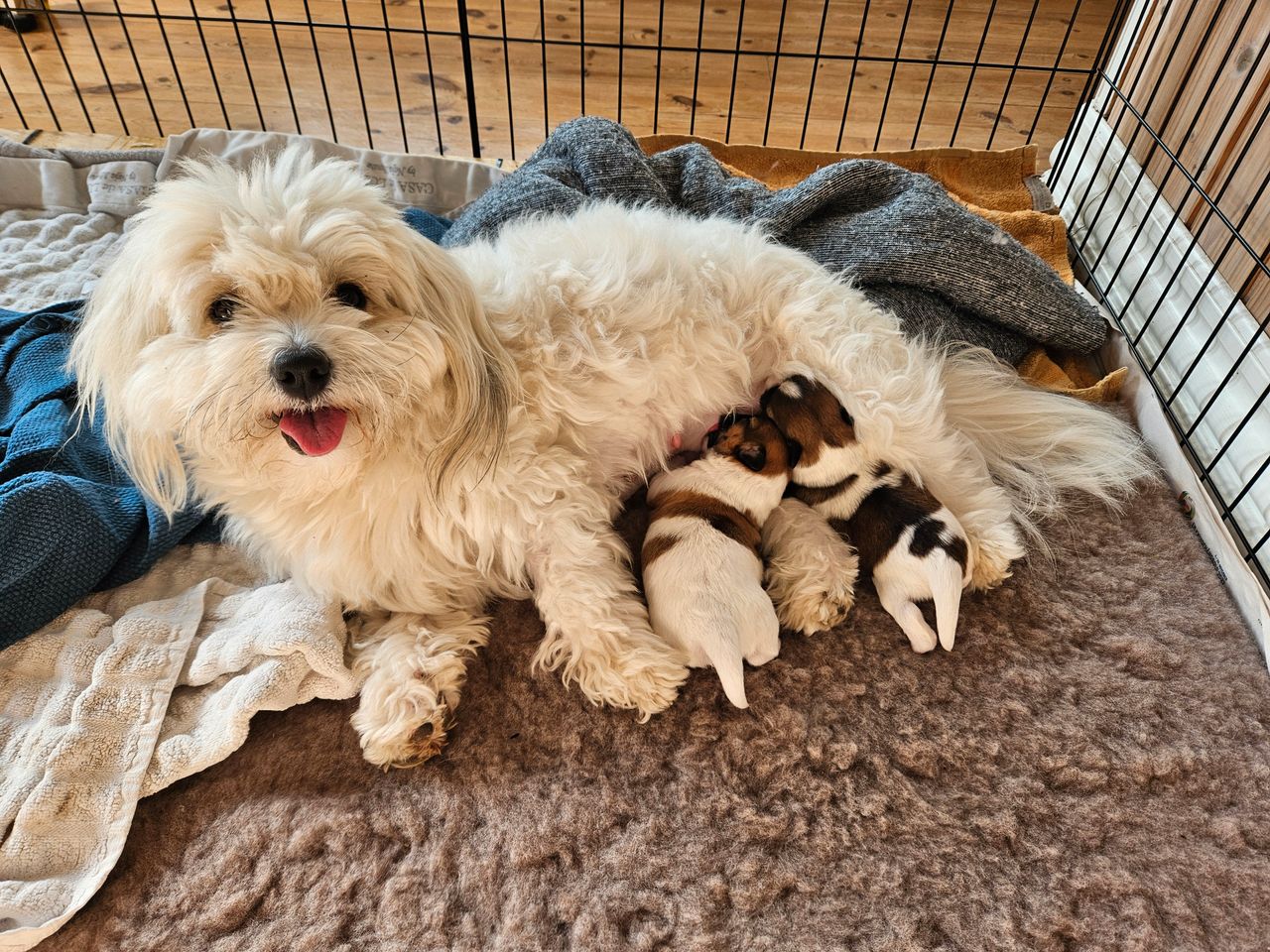 Coton de Tulear - Bomuldshund