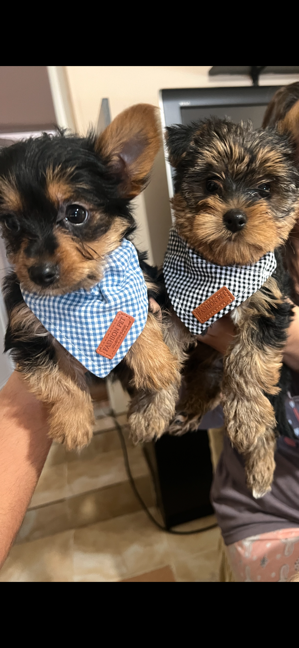 Yorkshire Terrier