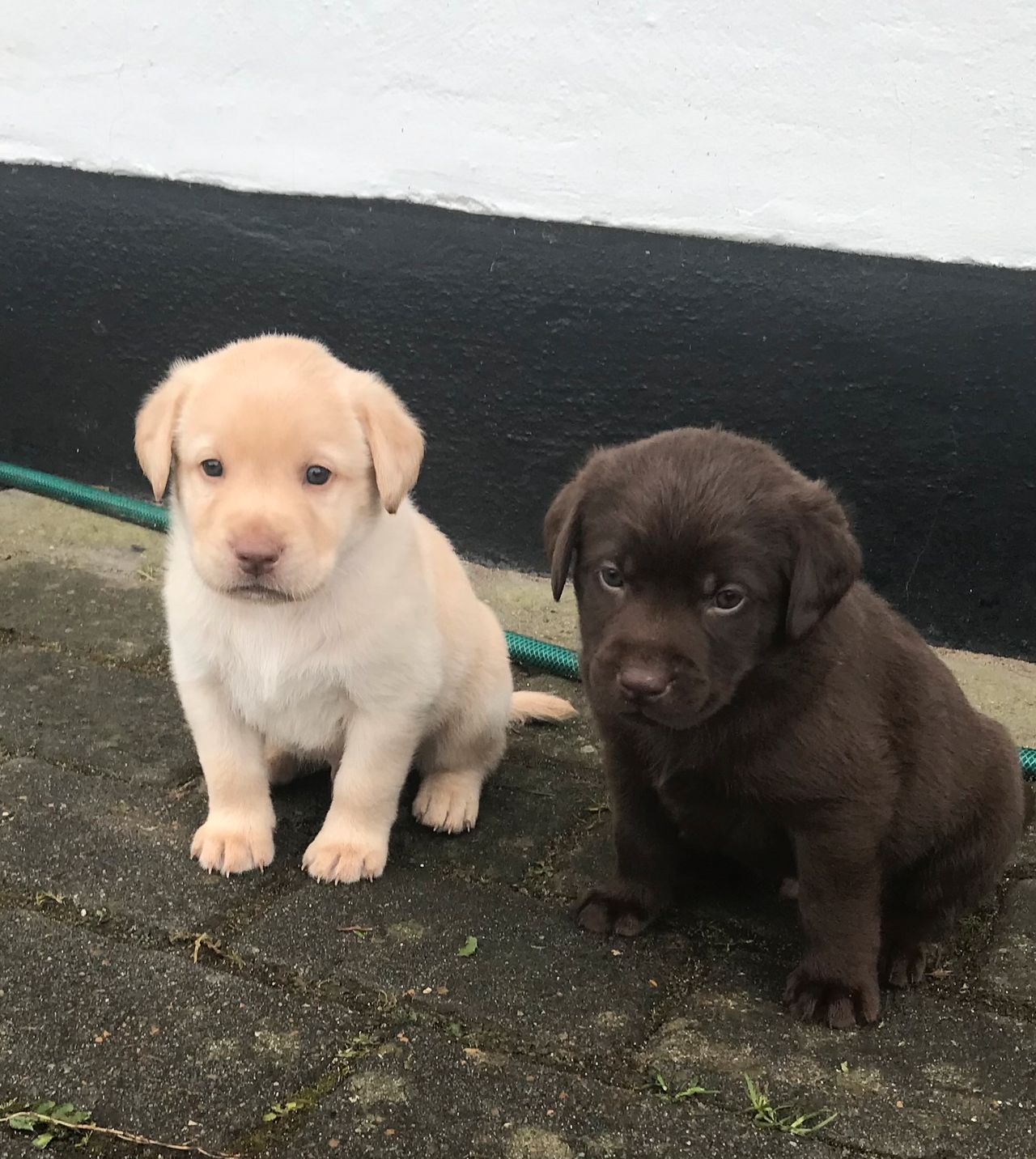 Labrador Retriever