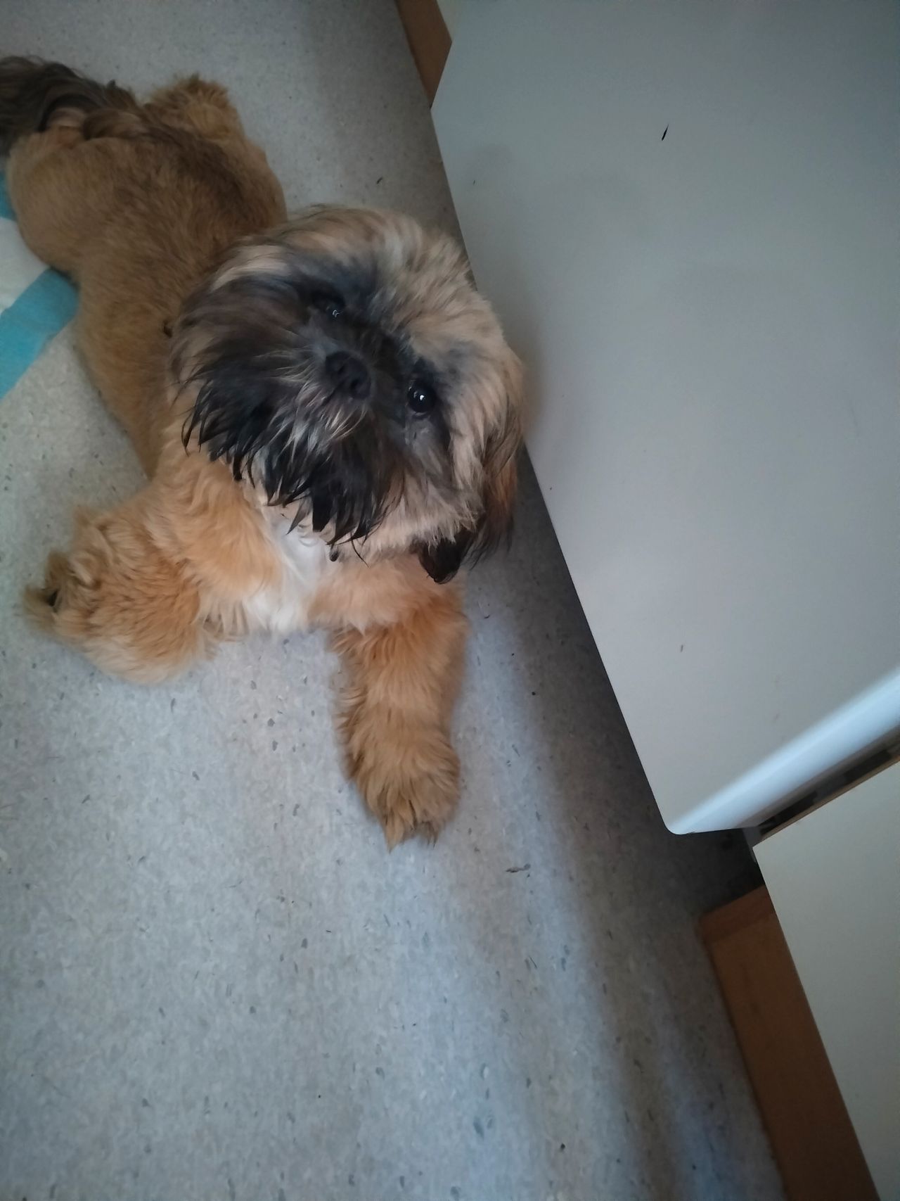 Shih Tzu