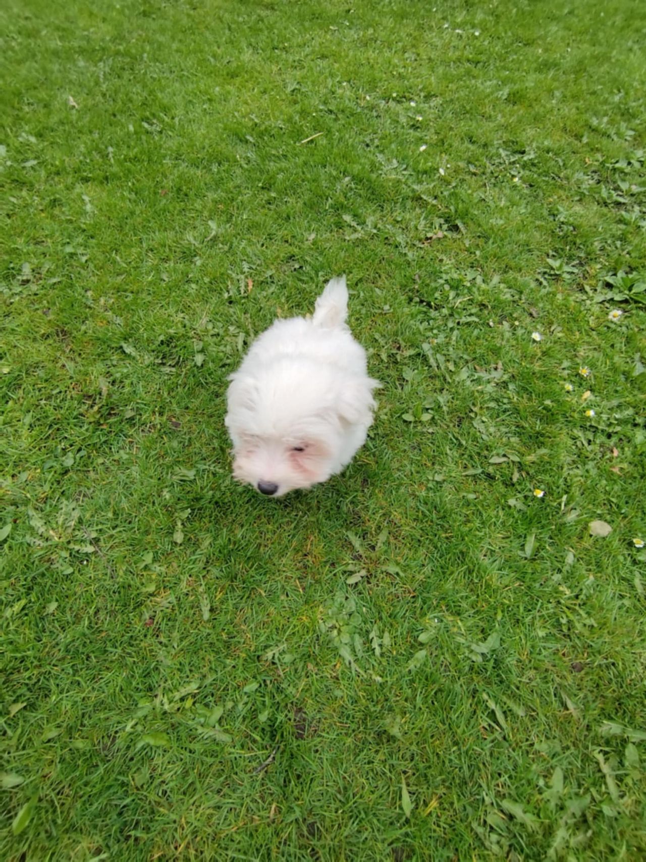 Coton de Tulear - Bomuldshund