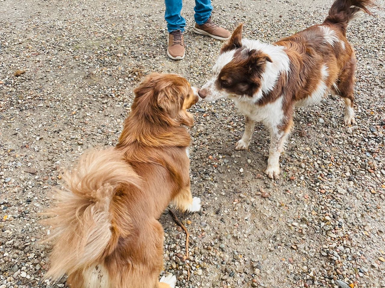 Australian Shepherd