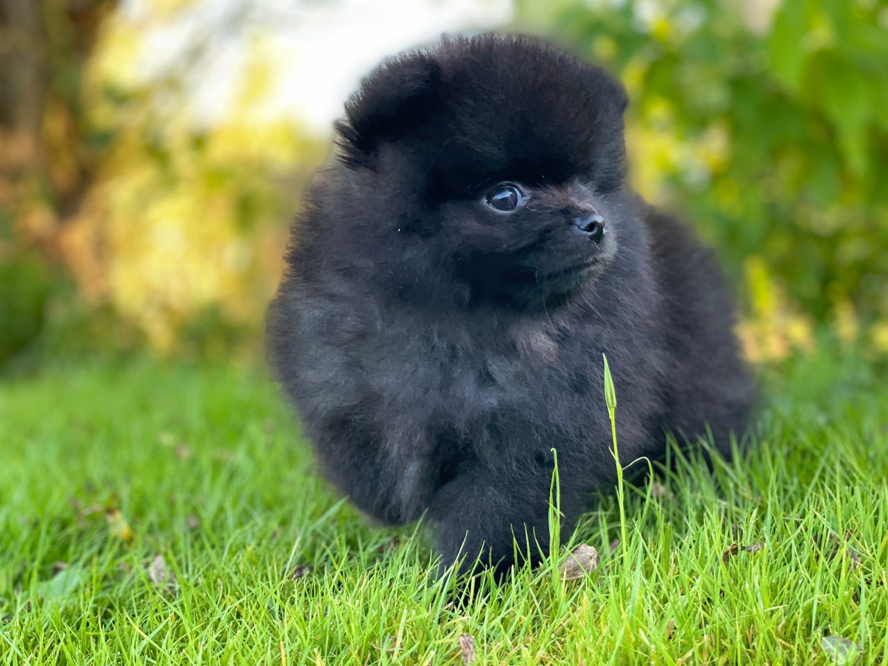 Sort m/“grå øyne”- Pomeranian hanhvalp til salg – bærer af Ghost Merle | DBA