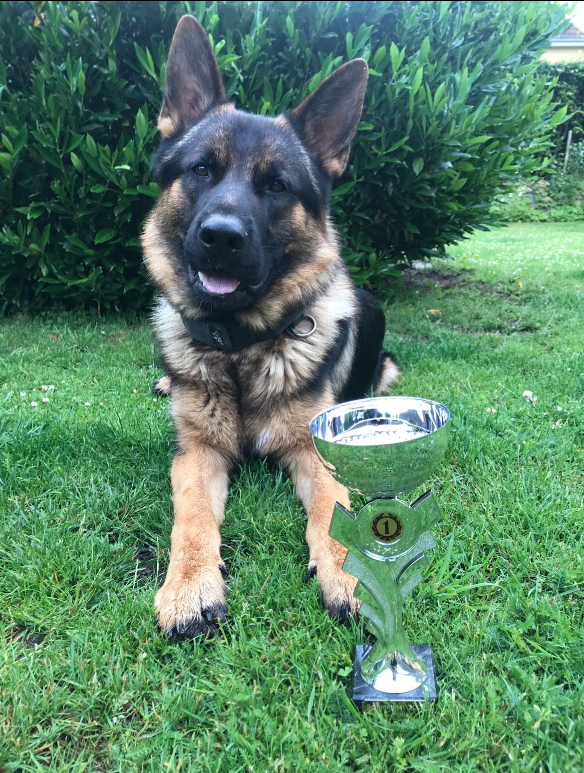 Schæferhund