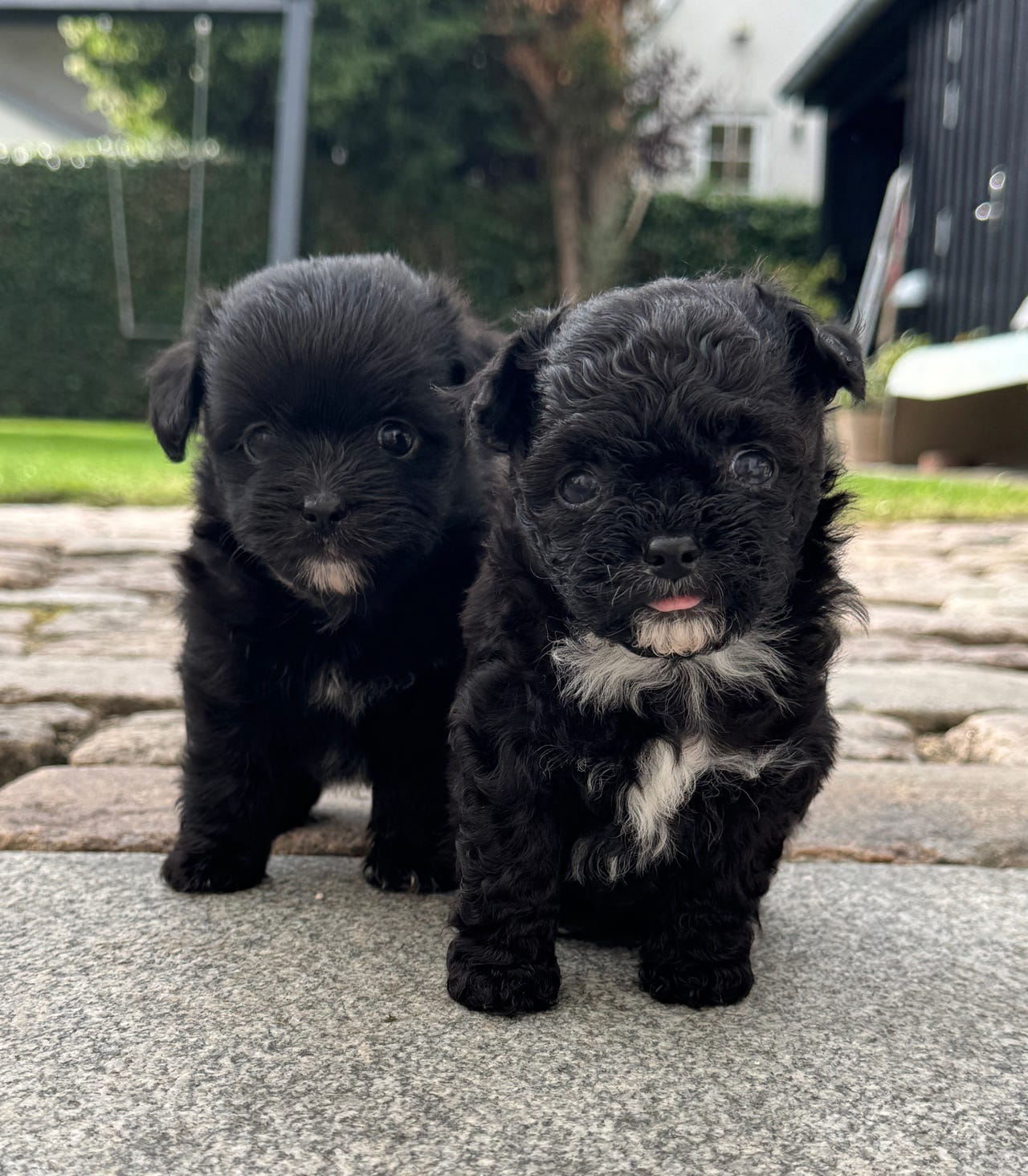 maltipoo-pomerania-hvalpe-dba