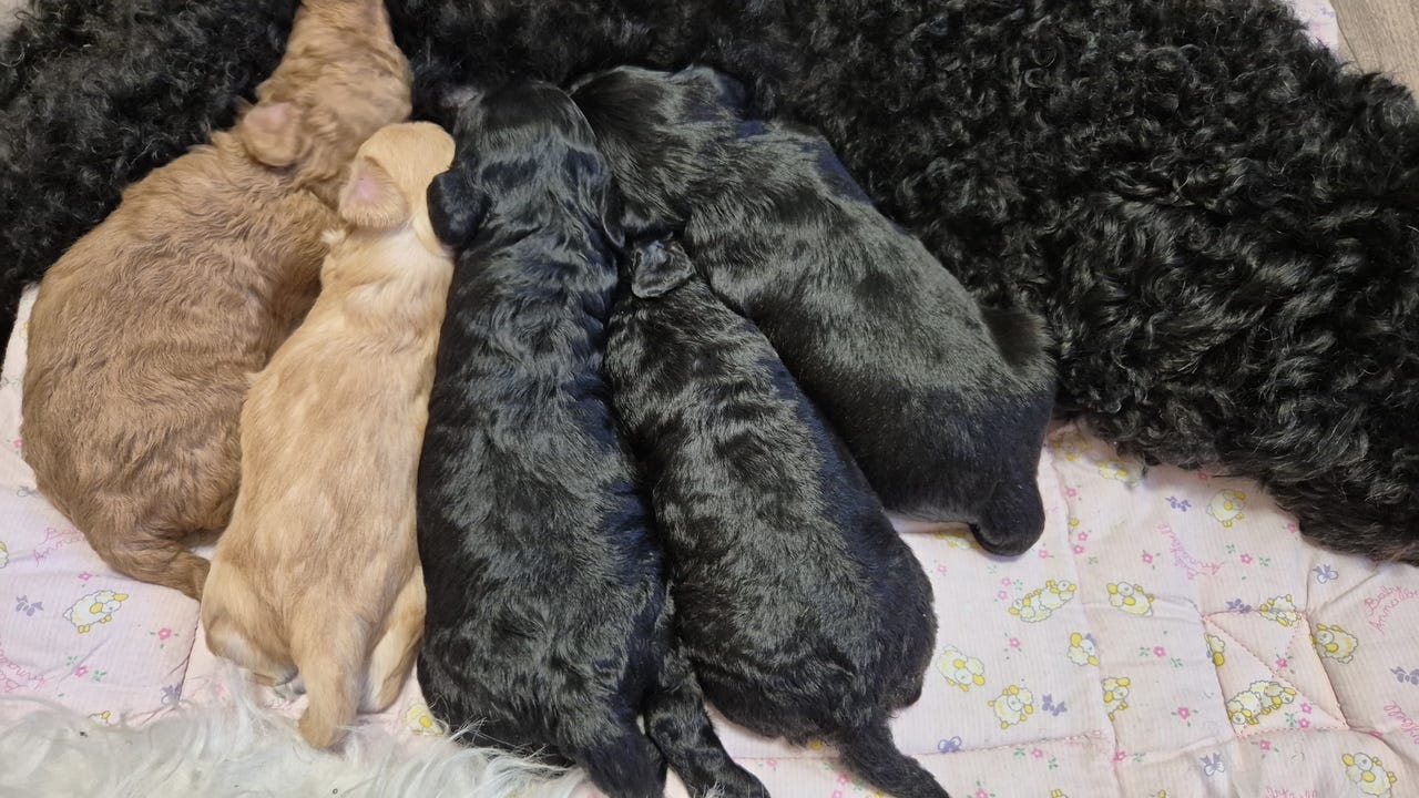 Cavalier King Charles Spaniel