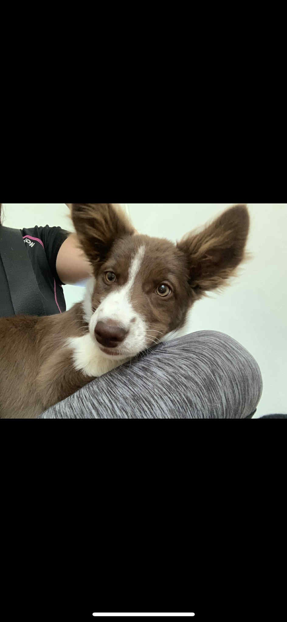 Border Collie