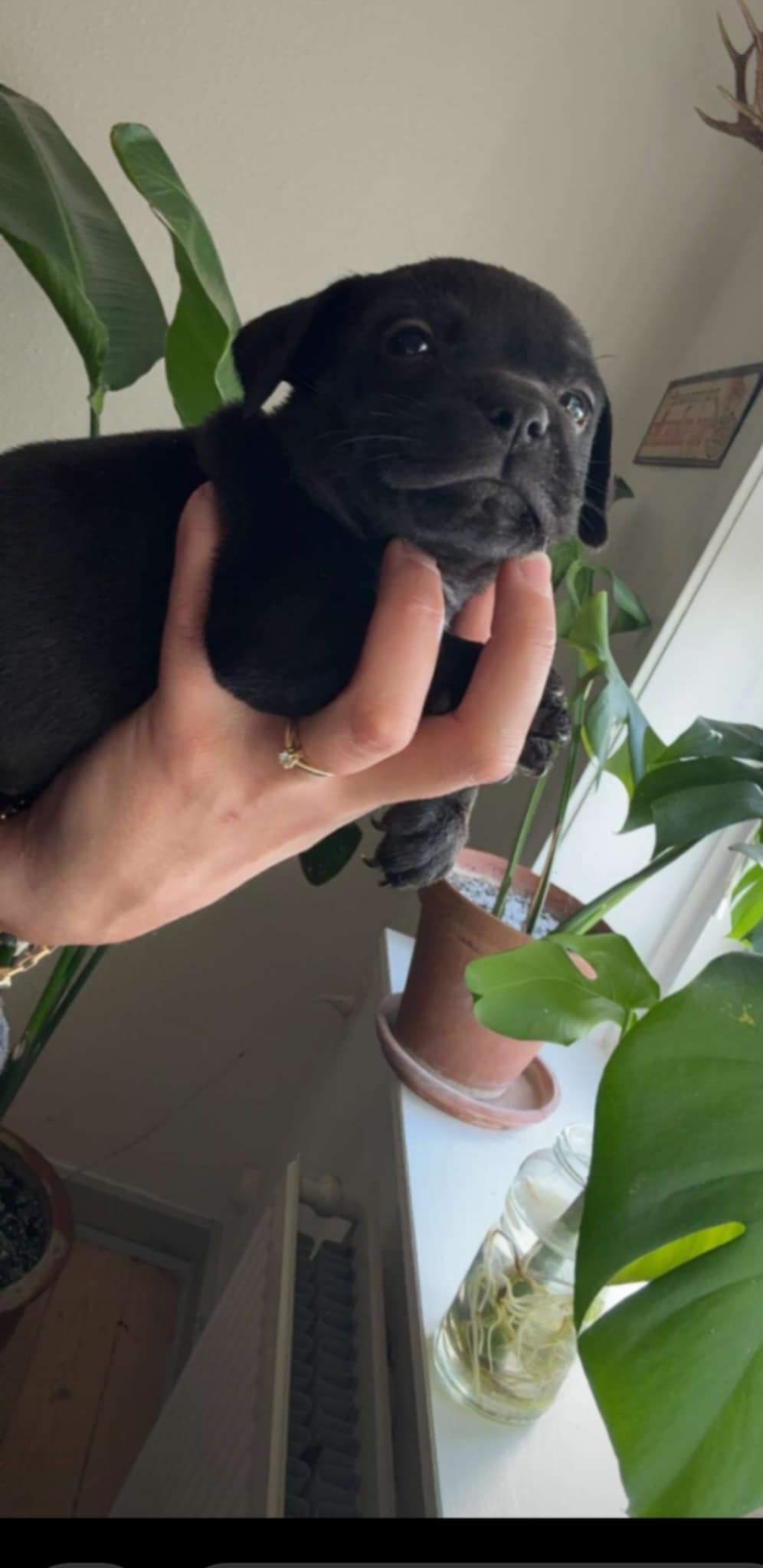 Staffordshire Bull Terrier