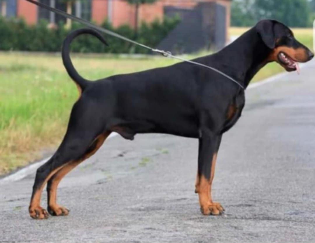Dobermann