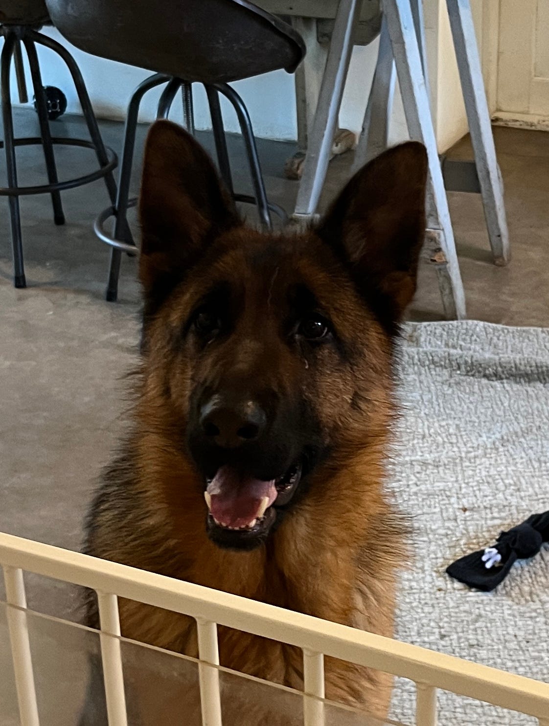 Schæferhund