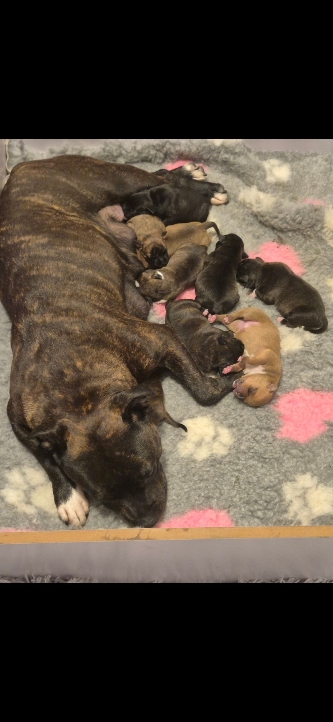 Staffordshire Bull Terrier