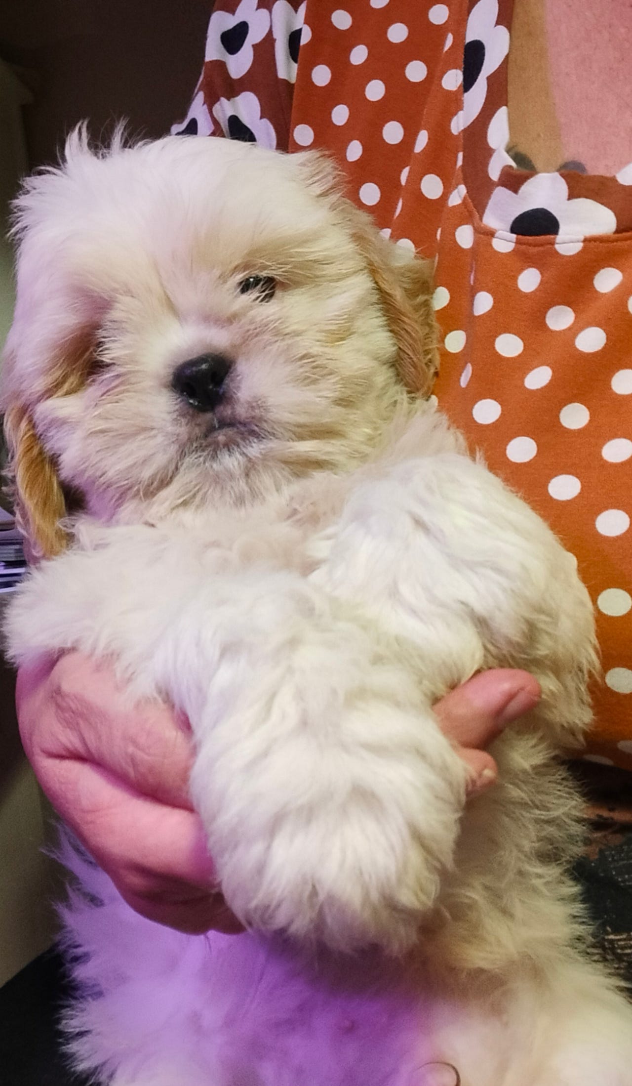 Shih Tzu