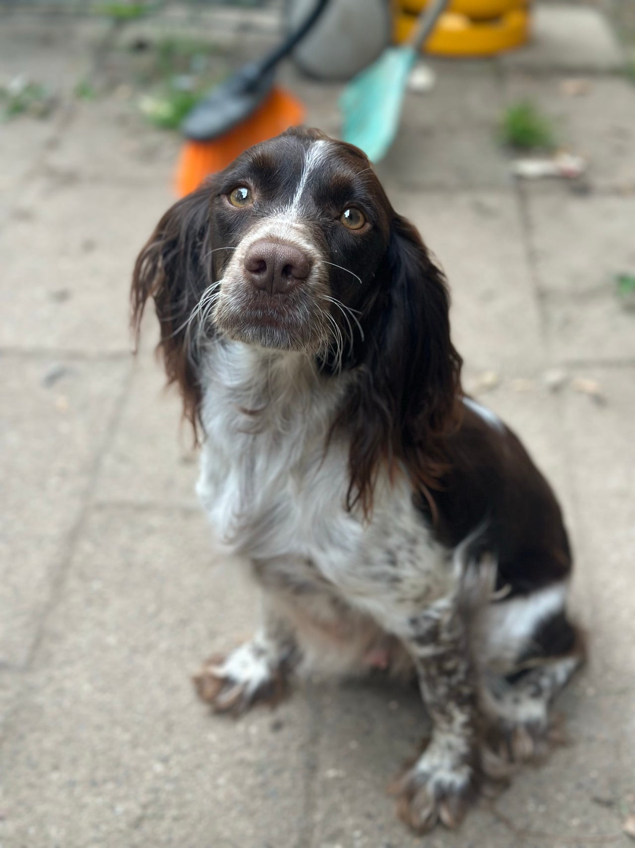 Cocker Spaniel