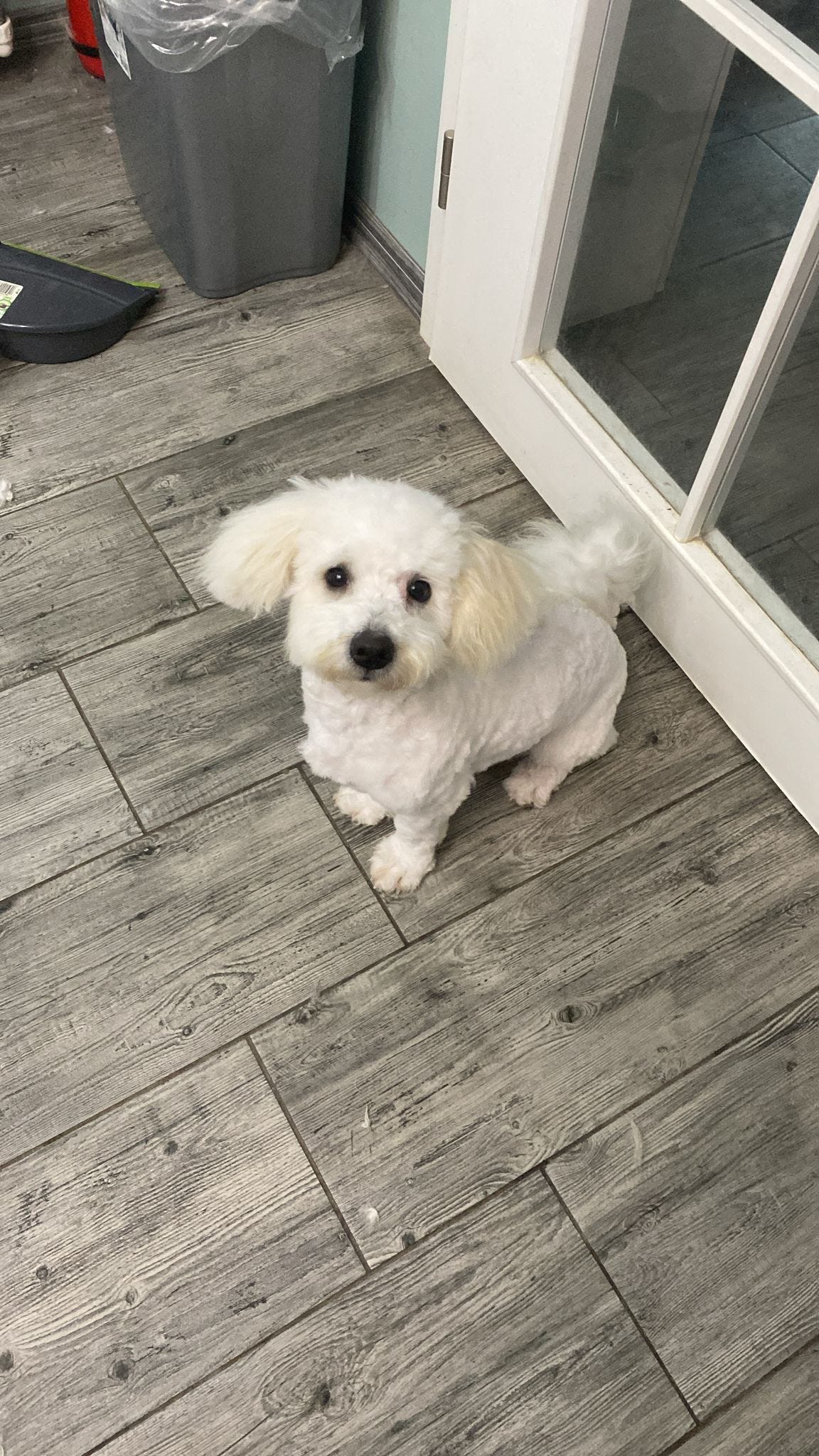 Bichon Frisé