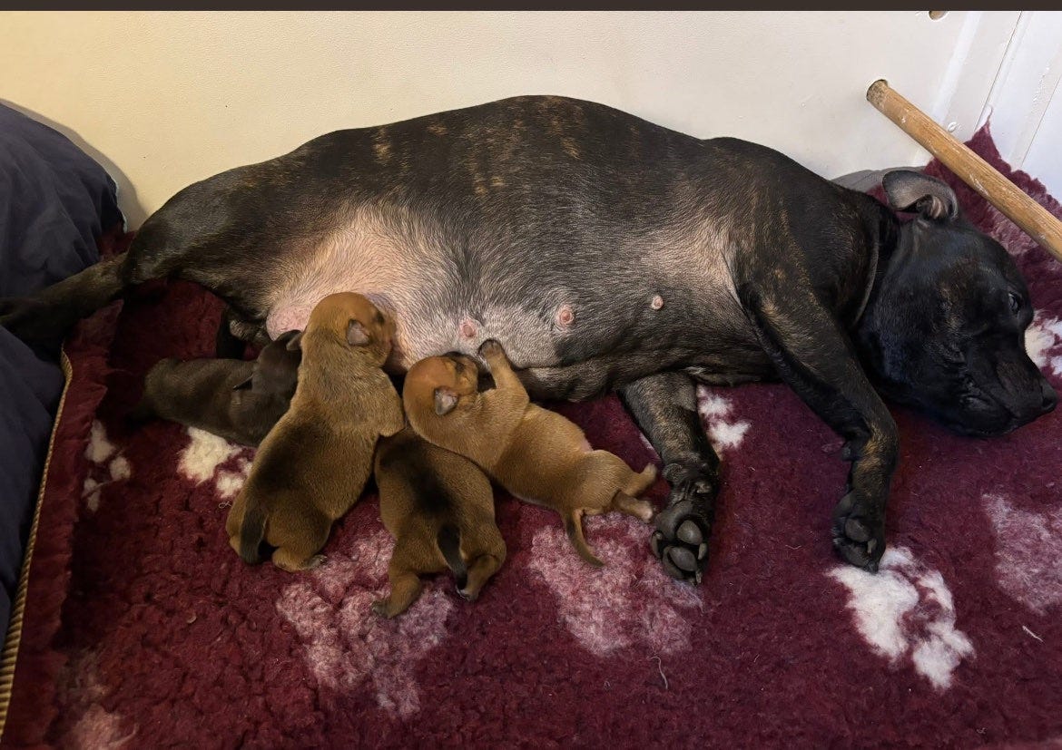 Staffordshire Bull Terrier