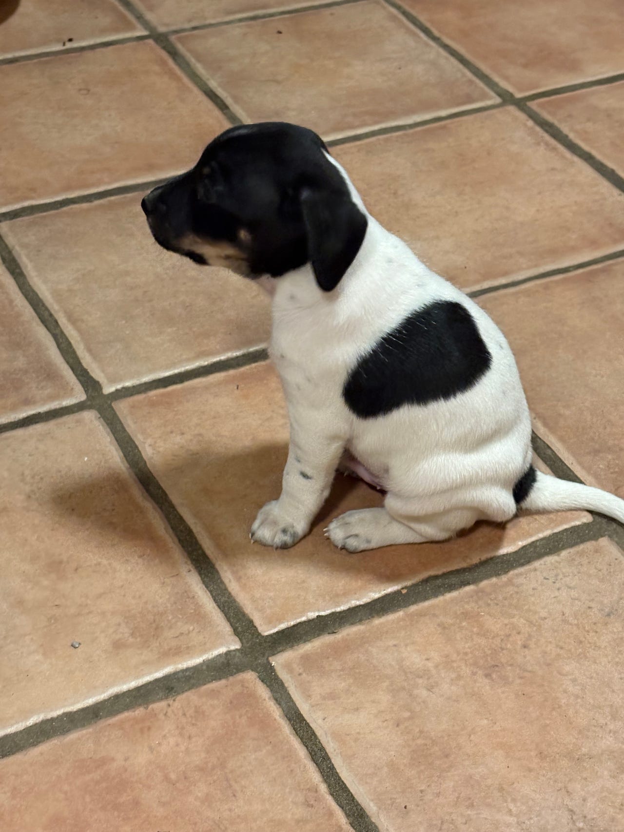 Dansk Svensk Gårdhund