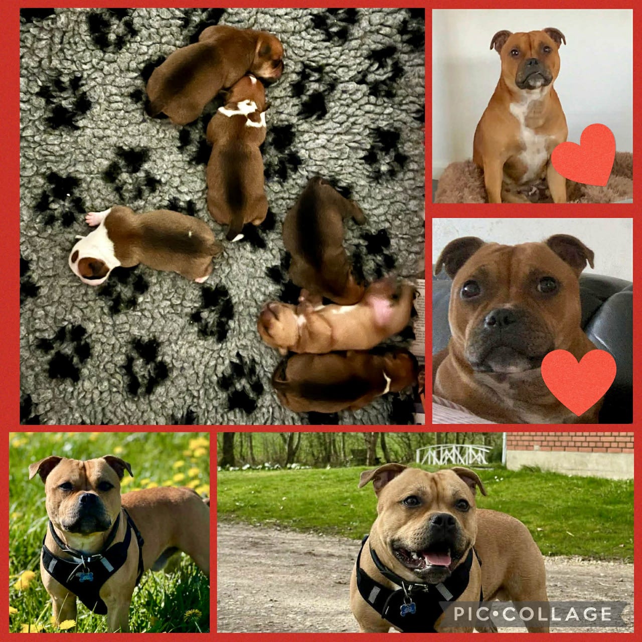 Staffordshire Bull Terrier