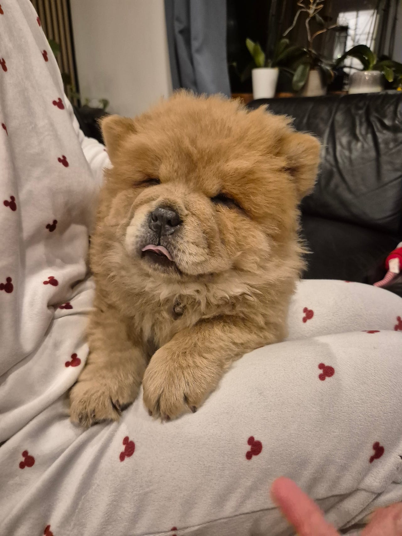 Chow Chow