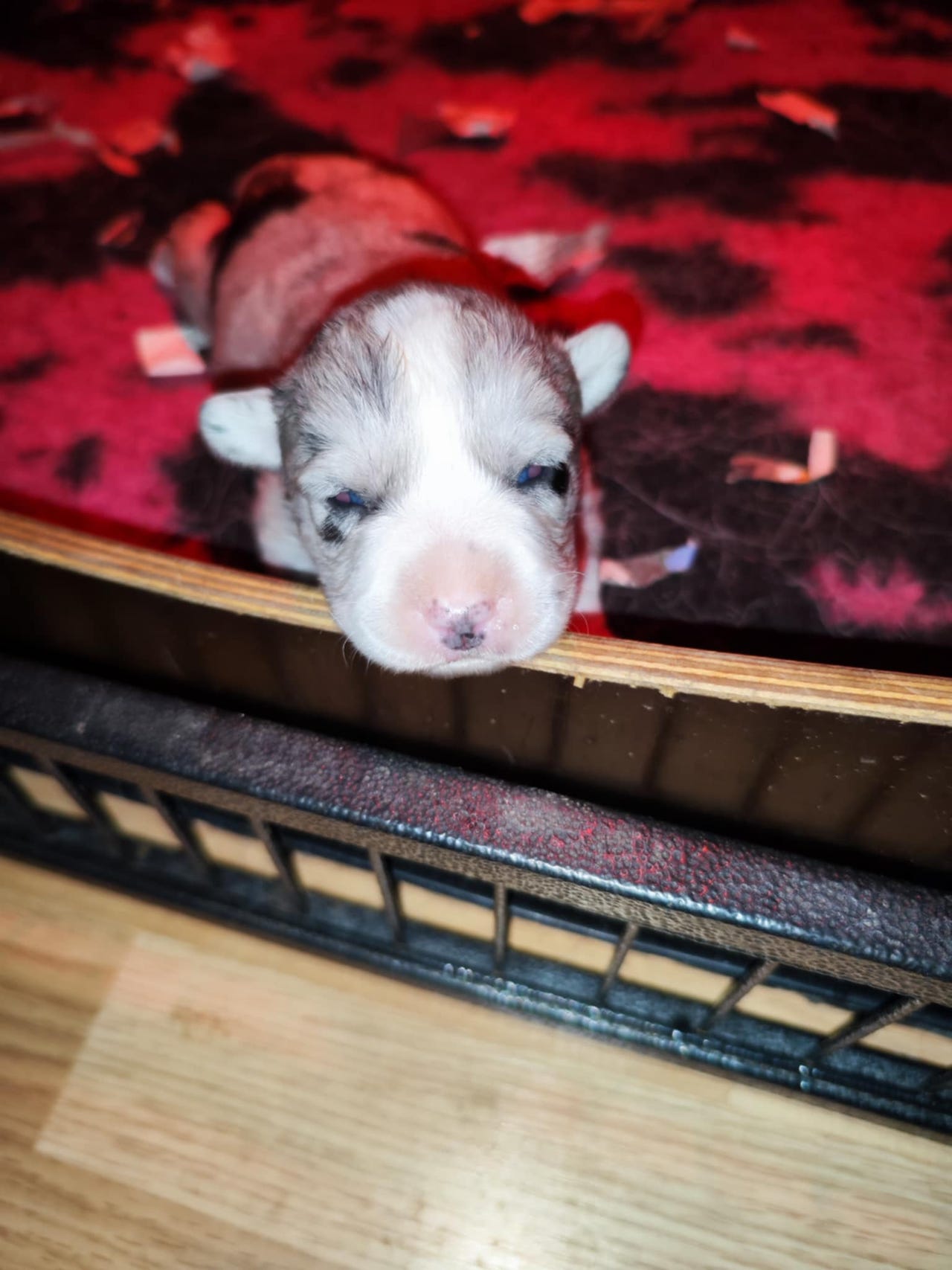 Welsh Corgi Cardigan