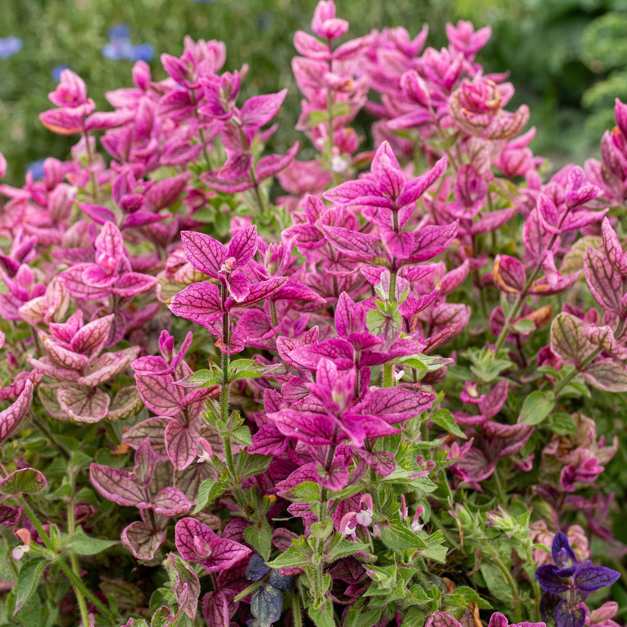 DUSK-SALVIE PINK SUNDAE - 1567 * Øko-frø Salvia viridis var Horminum | DBA