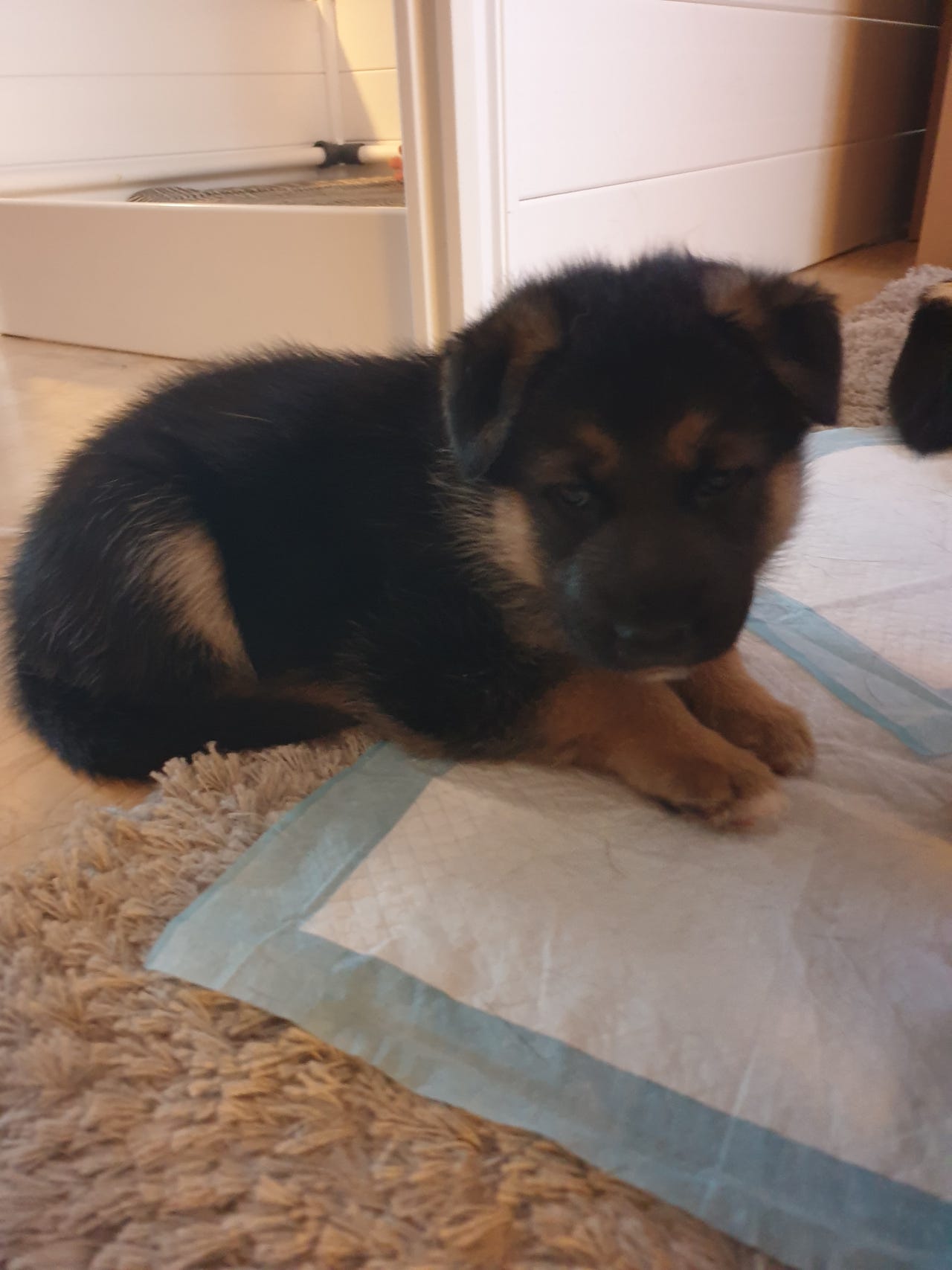Schæfer hvalpe/ 1/4 siberisk husky