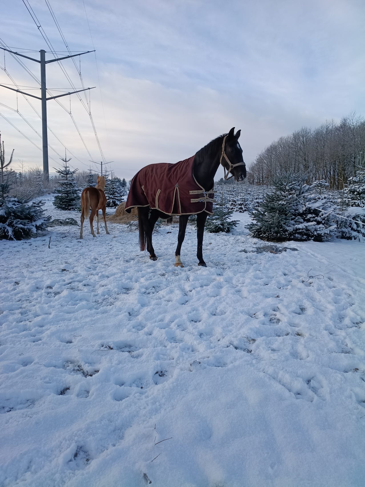 ifolet DV hoppe | DBA