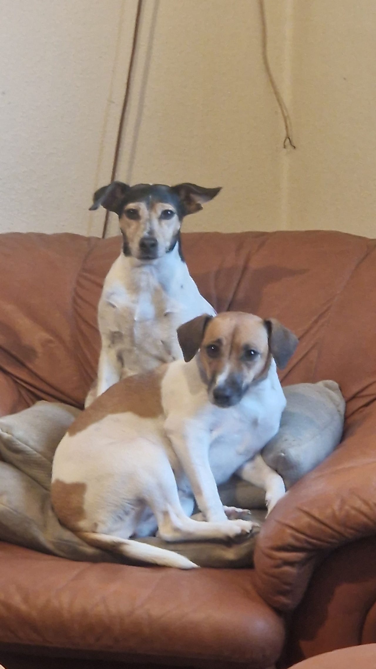 baliy er 3år og dulle er 10 år (mor og datter) | DBA