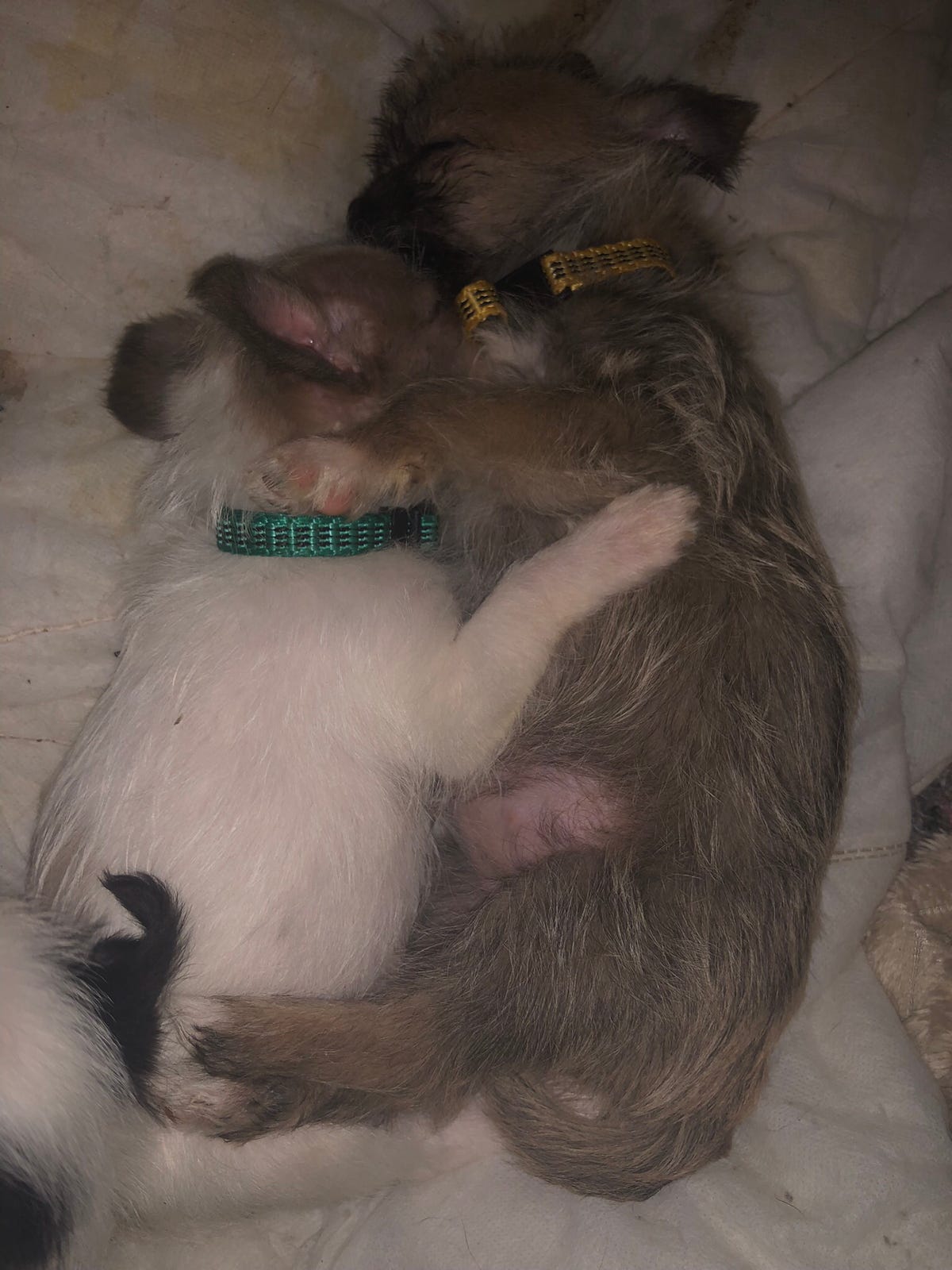 1 skøn Shih Tzu/Chihuahua blandings pige. | DBA
