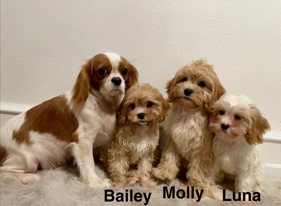 Cavalier King Charles Spaniel