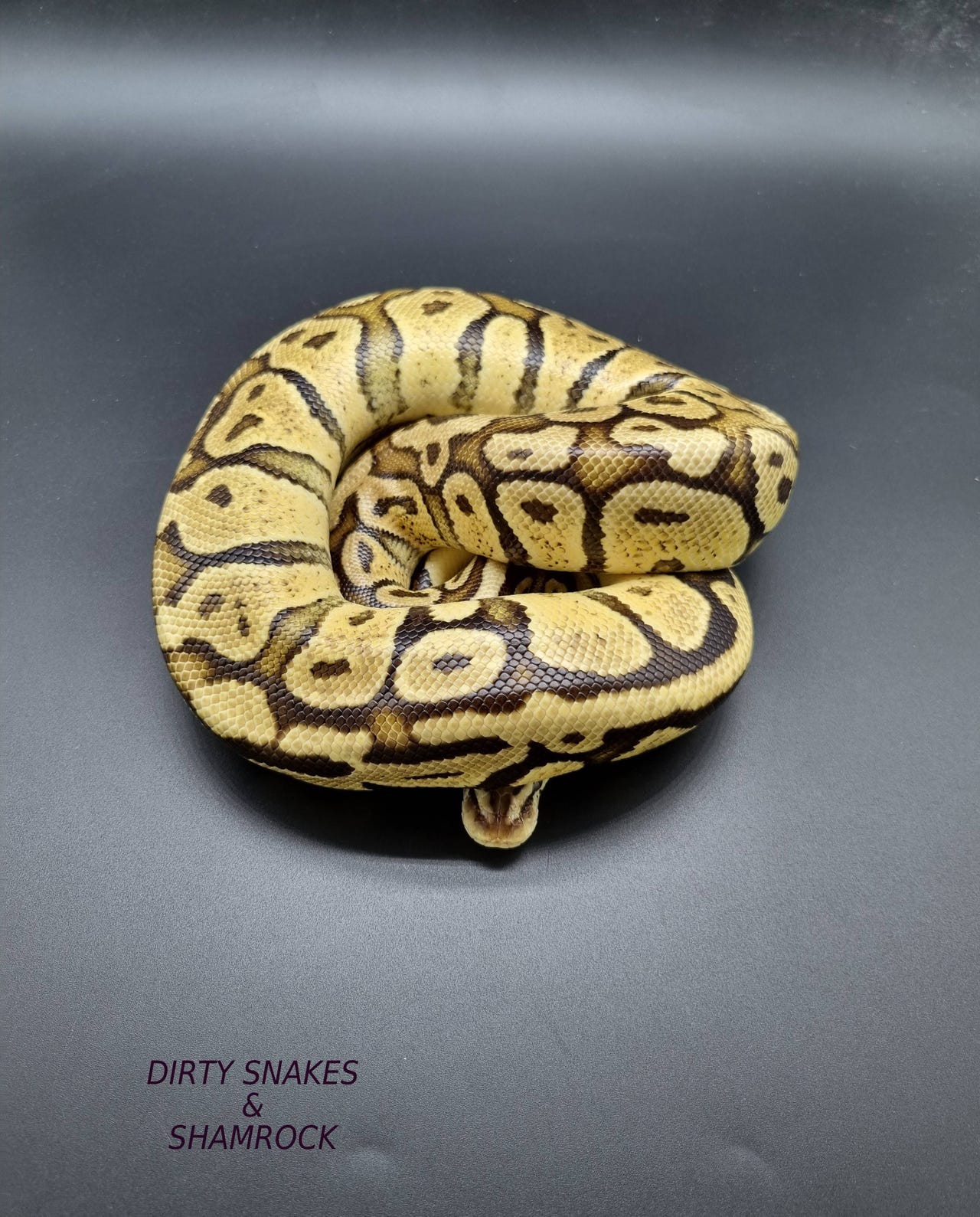 Konge python | DBA