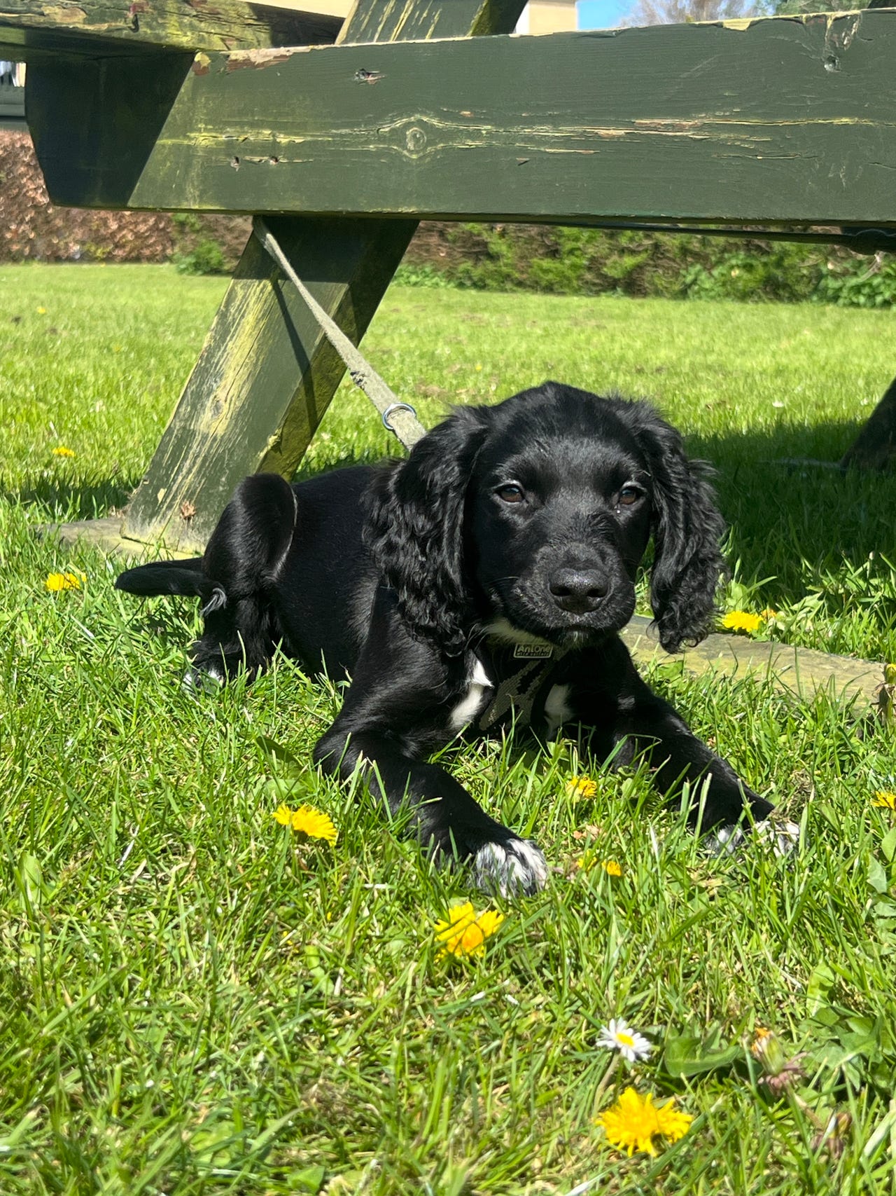 Ft cocker/springer spaniel hvalp til omplacering
