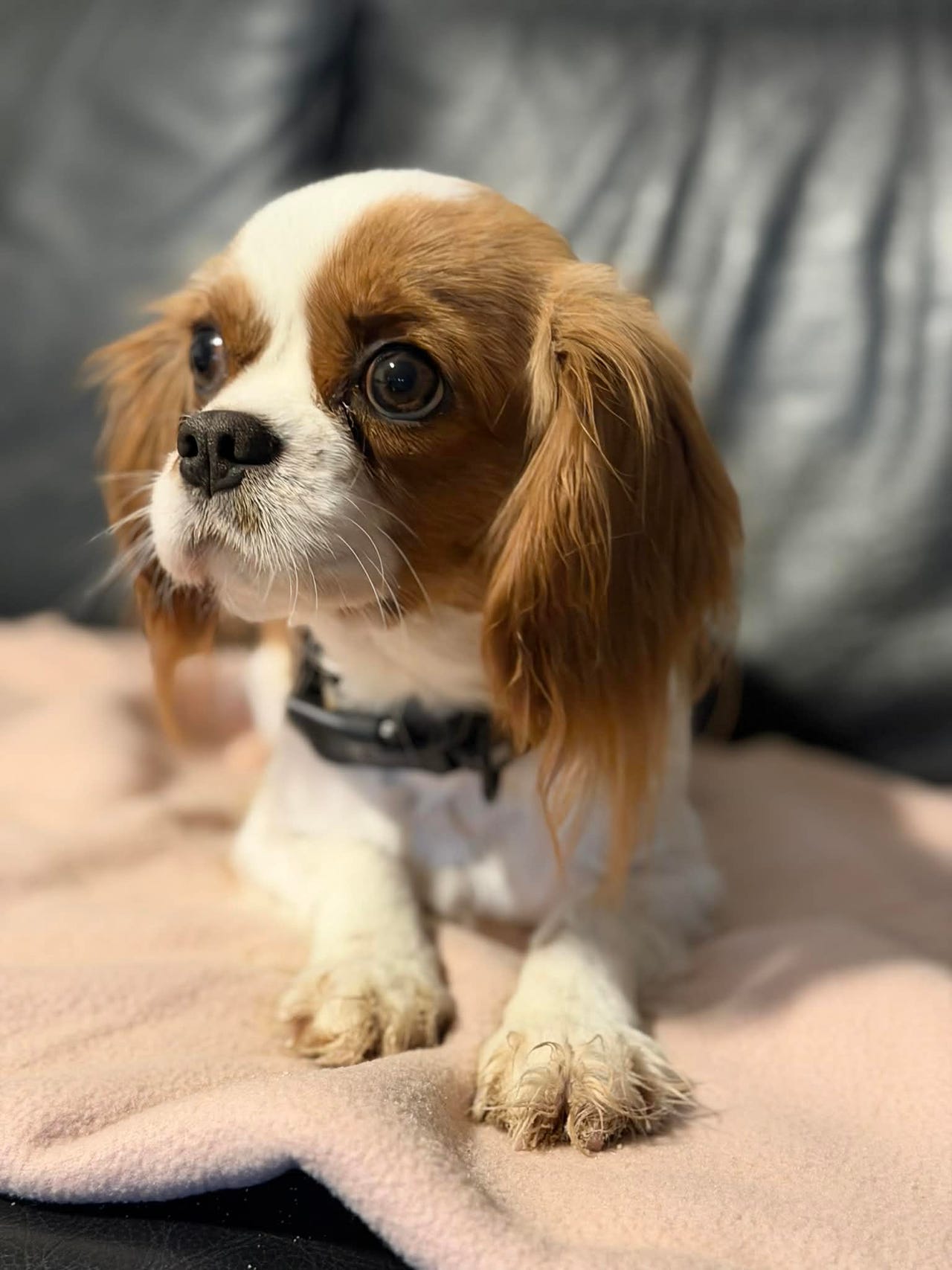 Cavalier King Charles Spaniel