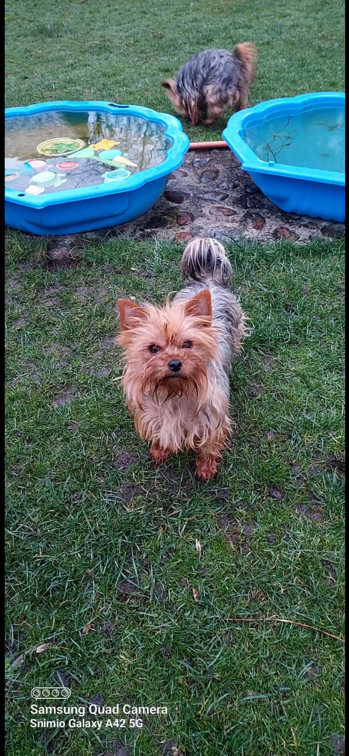 Yorkshire Terrier