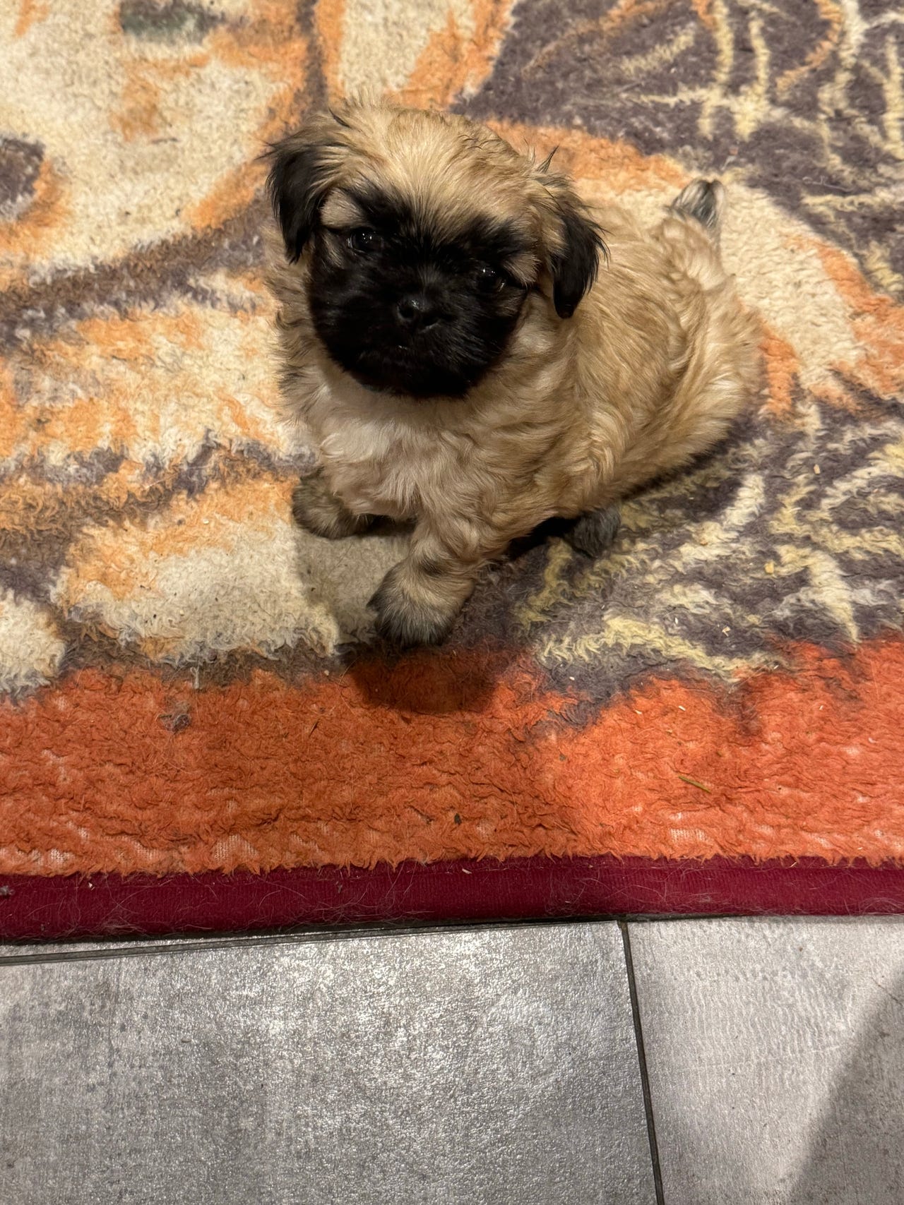 Lhasa apso